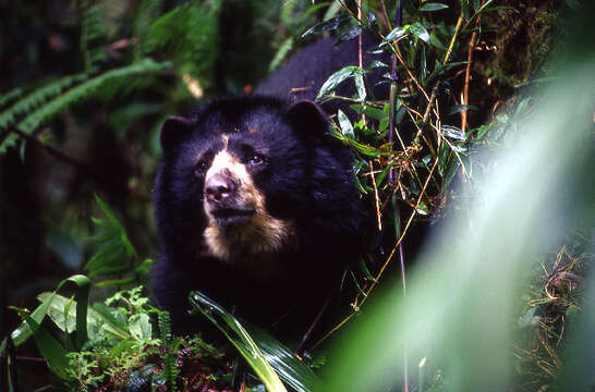 Image of Andean Bears