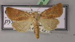 Image of Cordgrass Borers