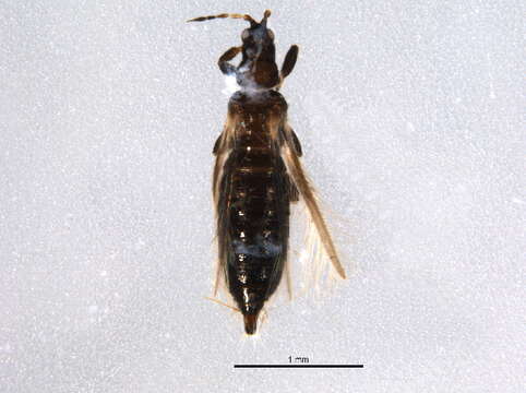 Image of Ctenothrips