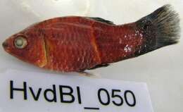 Image of Platyfish
