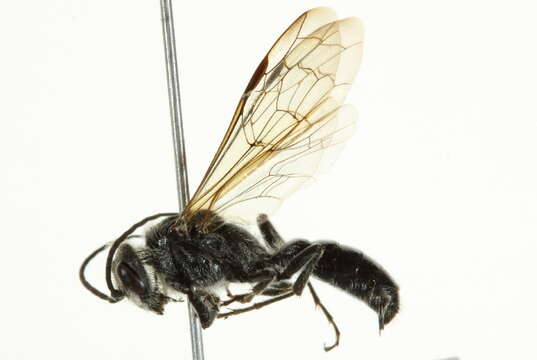 Image of thynnid wasps