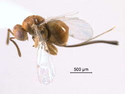 Image of Physothorax