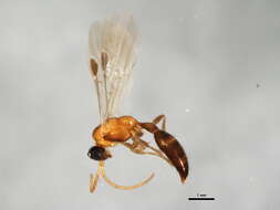 Image of Brachycistidinae