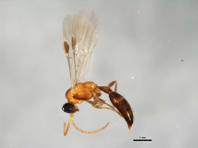 Image of Brachycistidinae