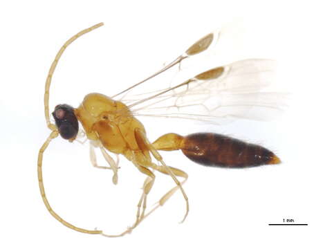 Image of Brachycistidinae