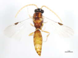 Image of Brachycistidinae