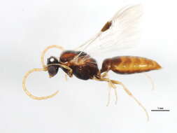 Image of Brachycistidinae