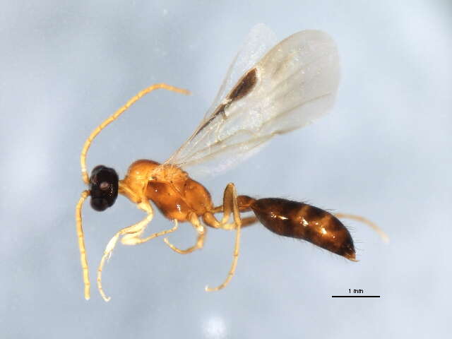 Image of Brachycistidinae