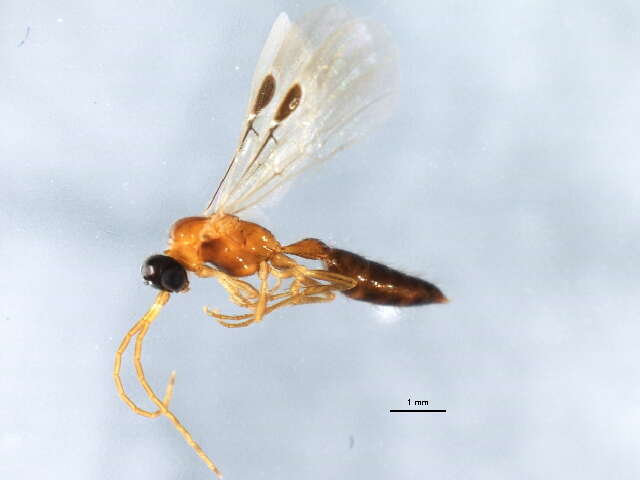 Image of Brachycistidinae