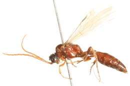 Image of Brachycistidinae