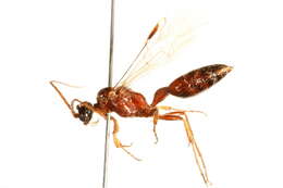 Image of Brachycistidinae