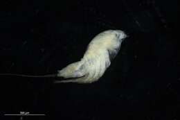 Image of Longipediidae Boeck 1865