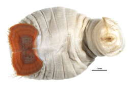 Image of Sternaspidae