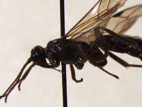 Image of Anthribinae