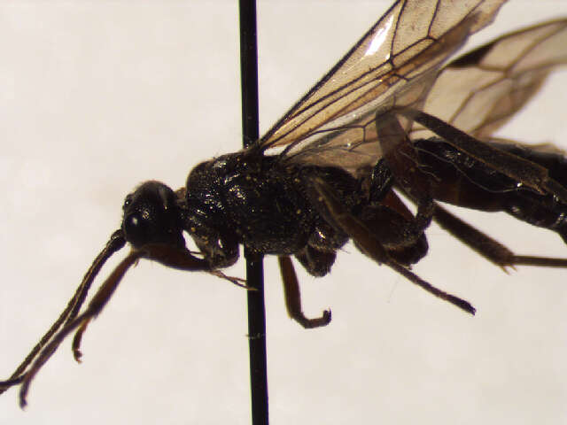 Image of Anthribinae