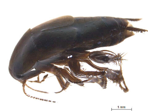 Image of Blattellidae