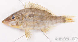 Image of Lethrinus