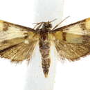 Image of Deuterarcha