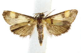 Image of Deuterarcha