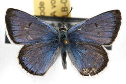 Image de Polyommatinae