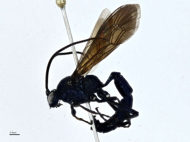 Image of Patrocloides
