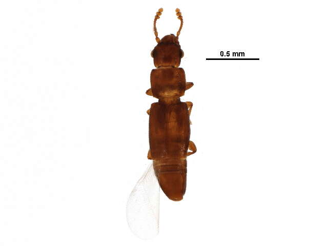 Image of palmetto beetles