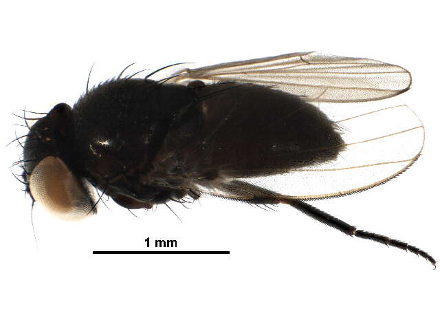 Image of Pholeomyia