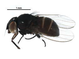 Image of Pholeomyia