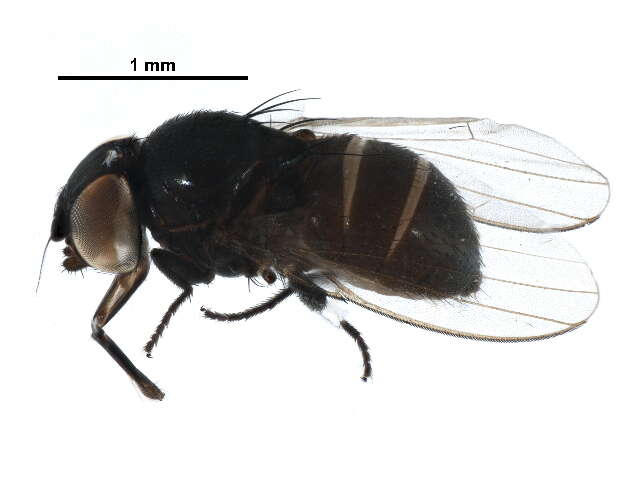 Image of Pholeomyia