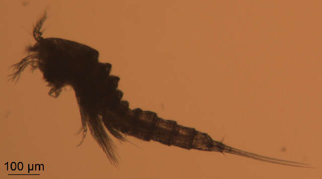 Image of Laophontidae Scott T. 1904