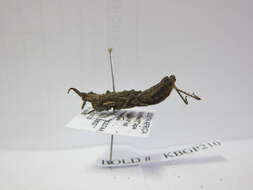 Image of toad grasshoppers