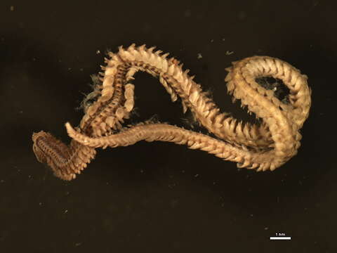 Image of Phyllodocid worms