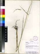 Image of cockspur grass