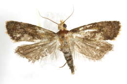 Image of Gynnidomorpha