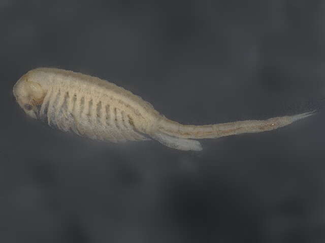 Image of Branchinectidae