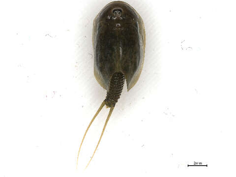 Image of Triopsidae