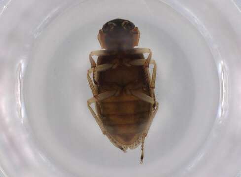 Image of Helophoridae