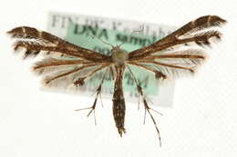 Image of Oxyptilus