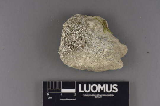 Image of thelidium lichen