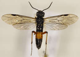 Image of Allantinae