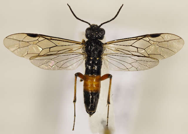 Image of Allantinae