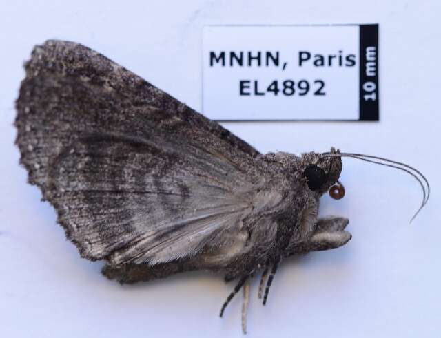 Image of Pseudbarydia Hampson 1924