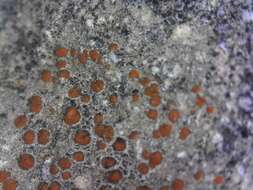 Image of protoblastenia lichen