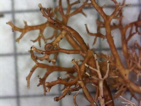 Image of ball lichen