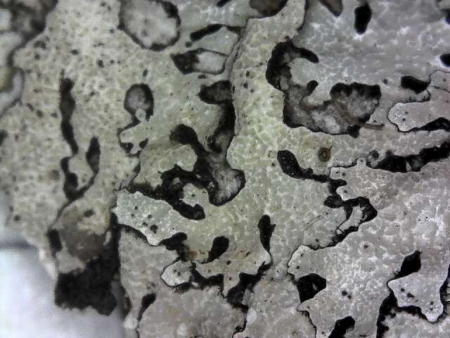 Image of shield lichen