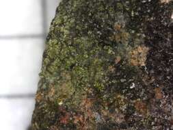 Image of Firedot lichens