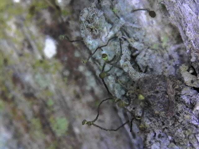 Image of chaenothecopsis lichen