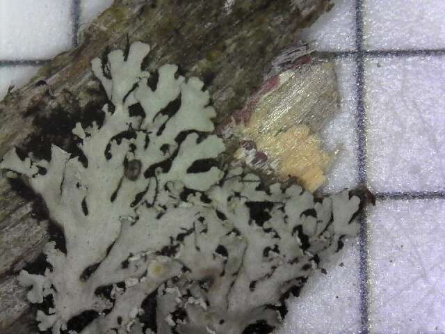 Image of shield lichen