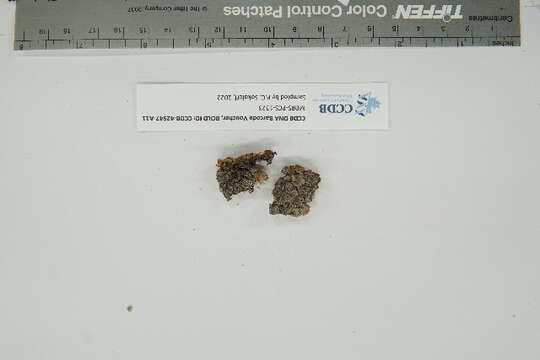 Image of Stippleback lichens