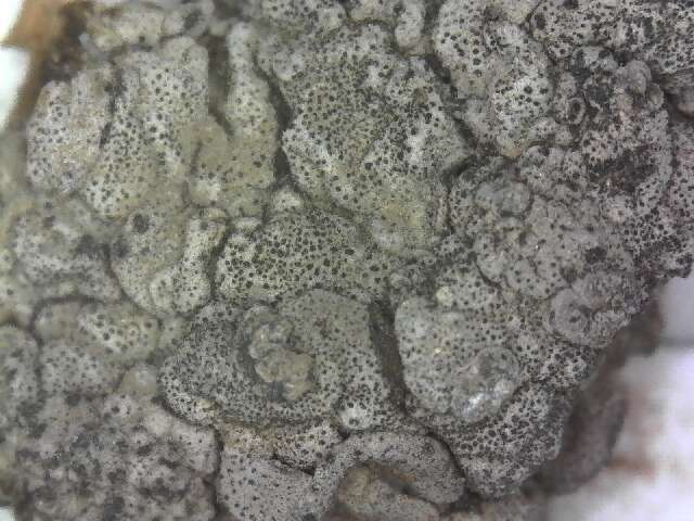 Image of Stippleback lichens